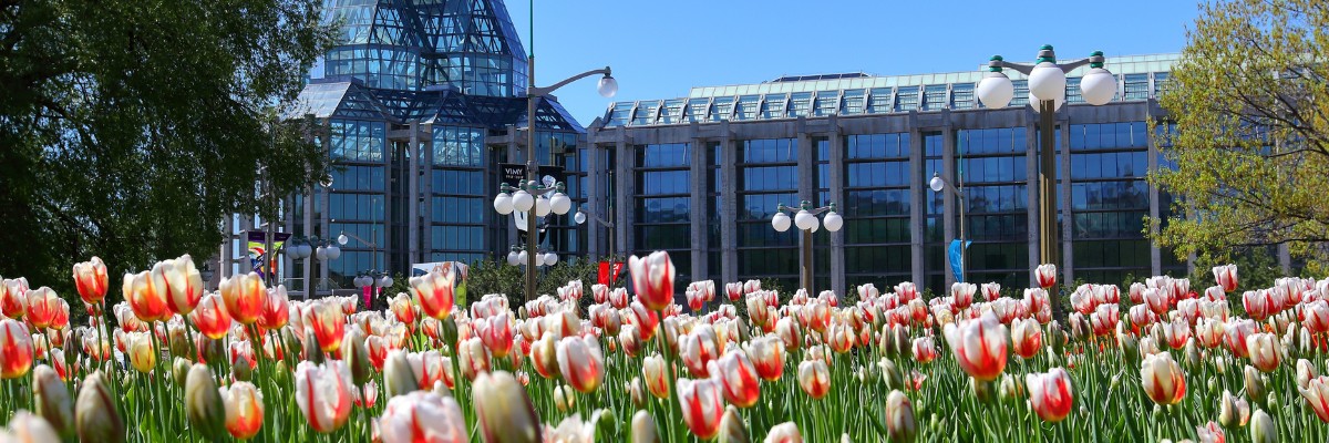 From Tulips to Festivals Ottawa's Best Seasonal Events
